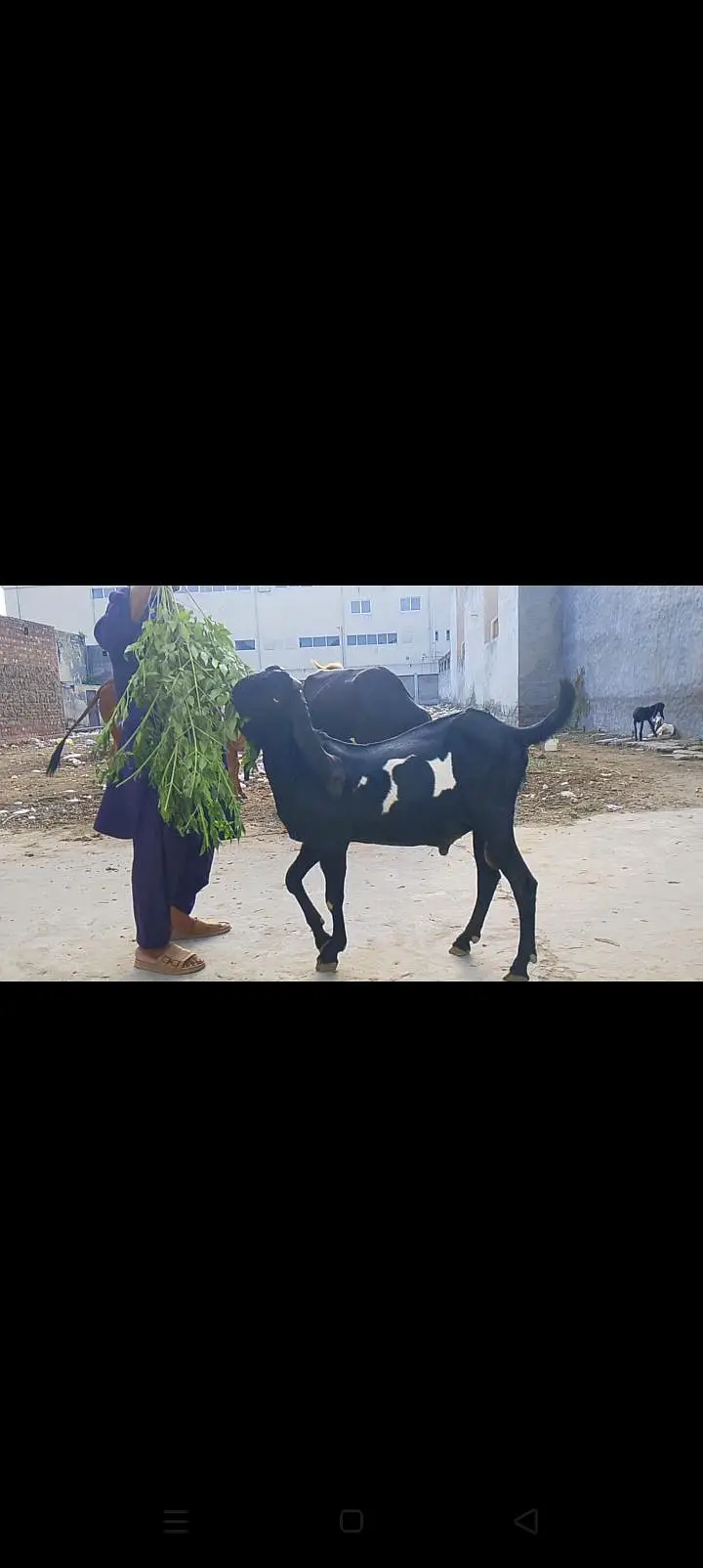 pure Amar sar betal — photo 4