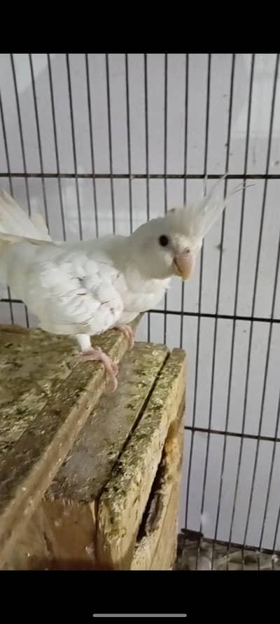 Eno White Breeder female
