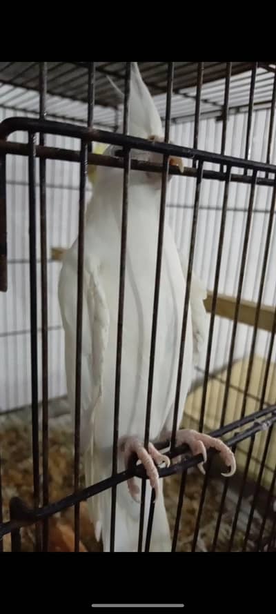 Eno White Breeder female