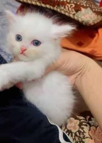 white Persian kitten with blue eyes urgent sale