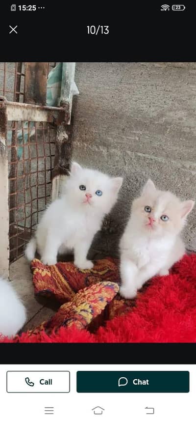 Persian cat for sale male or female my WhatsApp 3026941=814