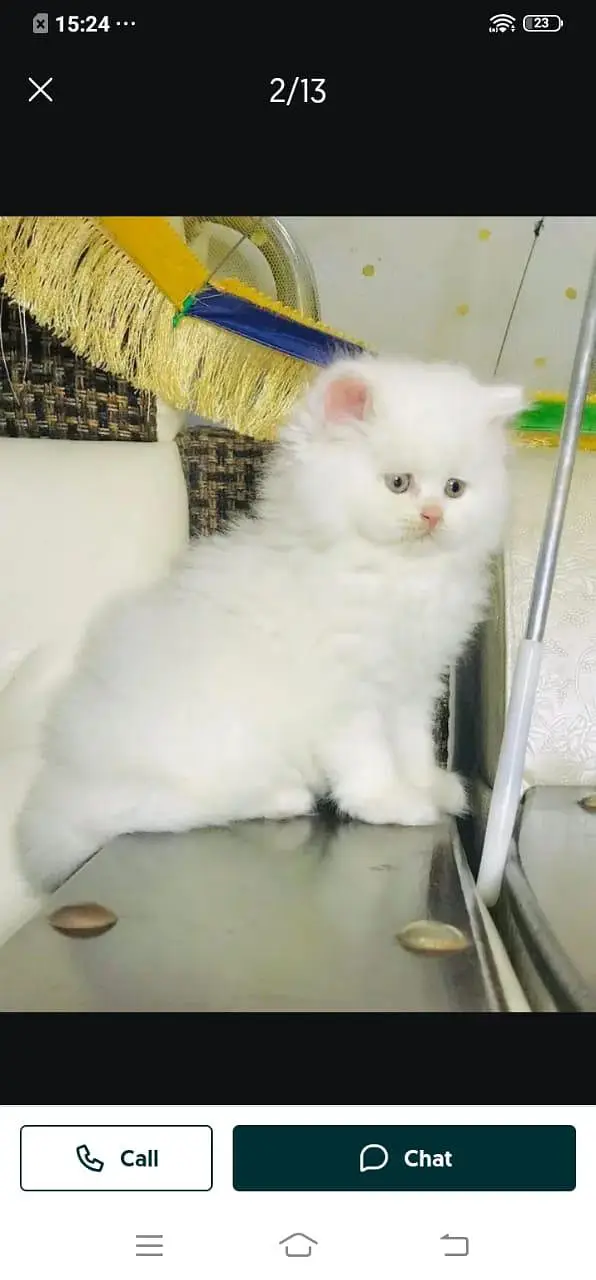 Persian cat for sale male or female my WhatsApp 3026941=814 — photo 2