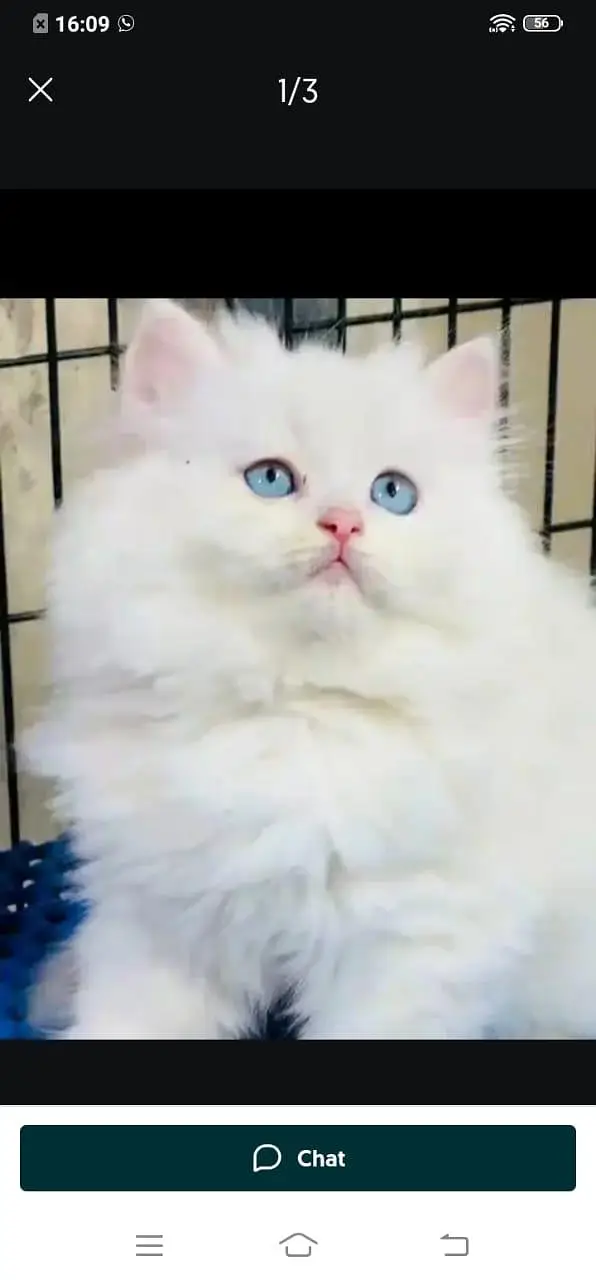 Persian cat for sale male or female my WhatsApp 3026941=814 — photo 3