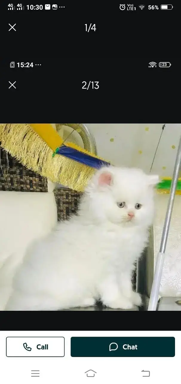 Persian cat for sale male or female my WhatsApp 3026941=814 — photo 4