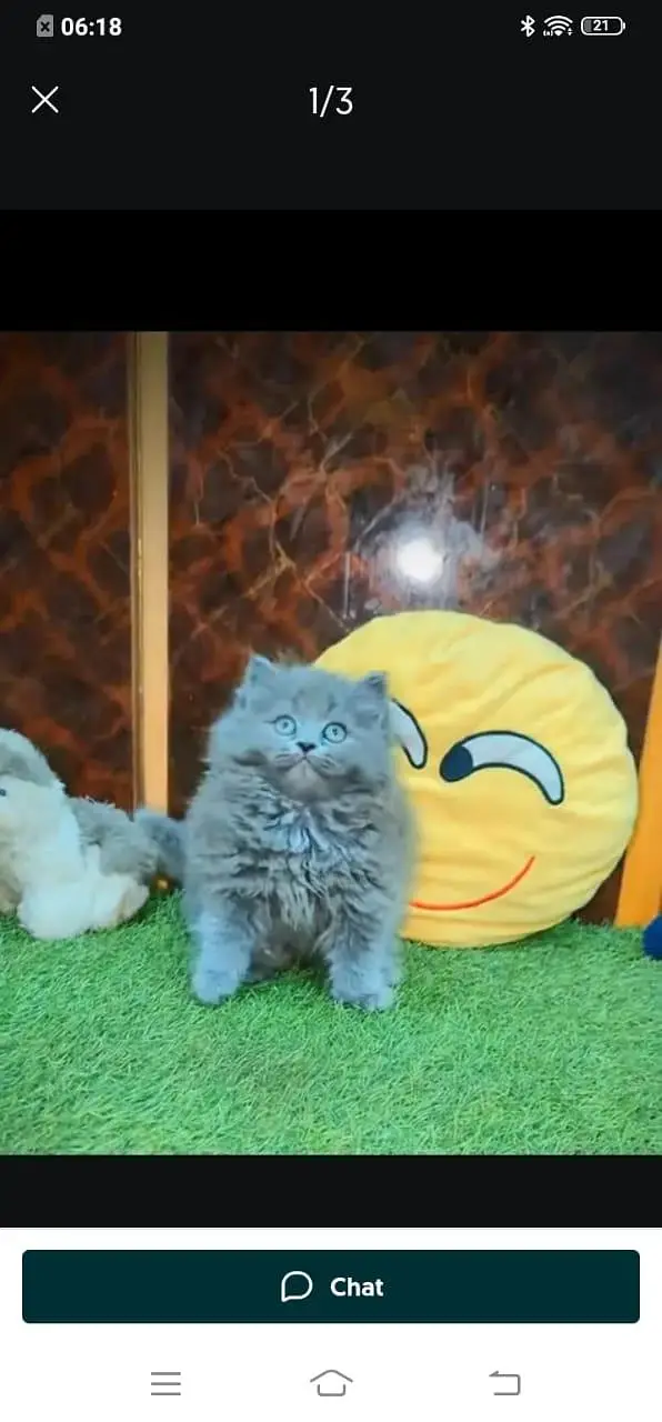 Persian cat for sale male or female my WhatsApp 3026941=814 — photo 5