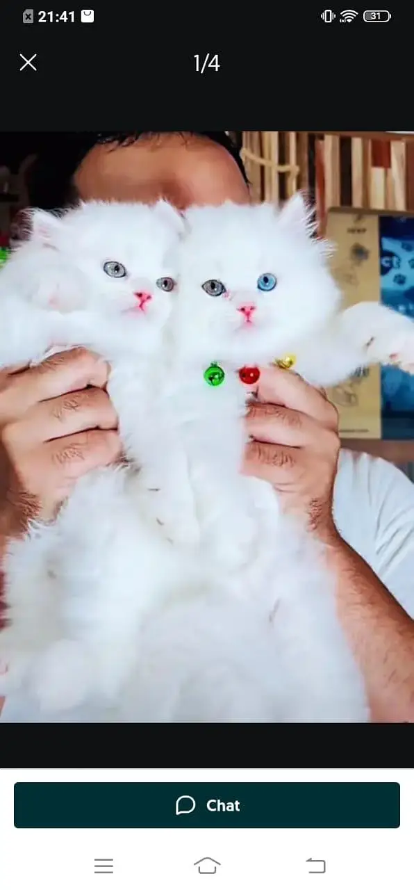 Persian cat for sale male or female my WhatsApp 3026941=814 — photo 6