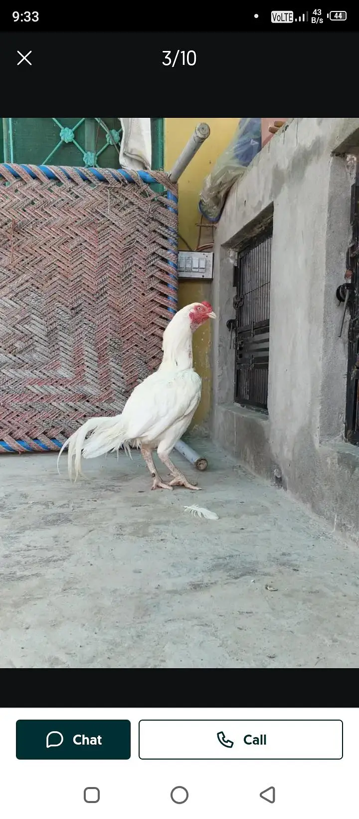 pure assel heera male forsale urgent paison ki zarurat ha 03024453110 — photo 3