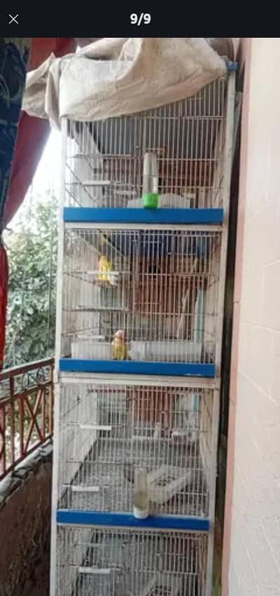 love birds five pair with cage