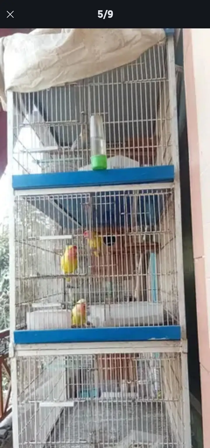 love birds five pair with cage — photo 2