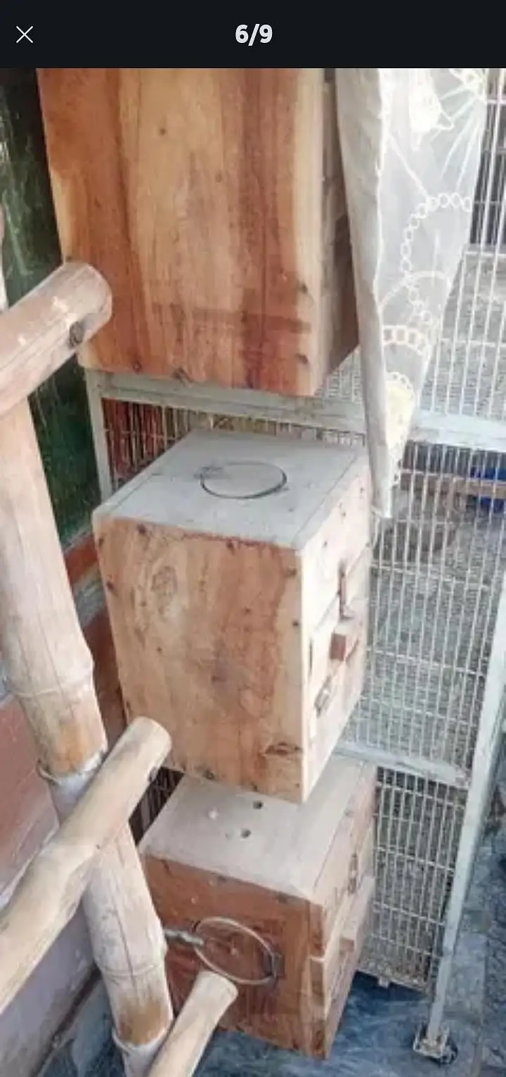 love birds five pair with cage — photo 3
