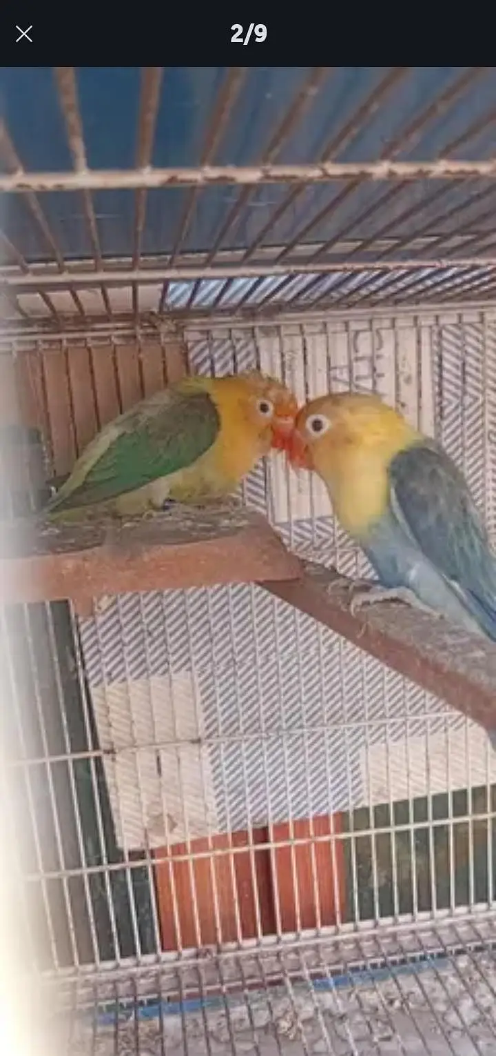 love birds five pair with cage — photo 4