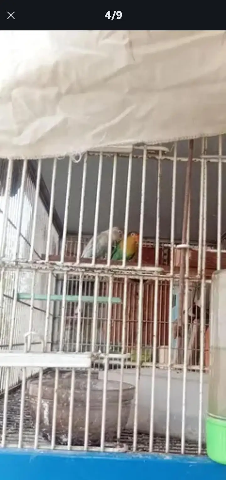 love birds five pair with cage — photo 5