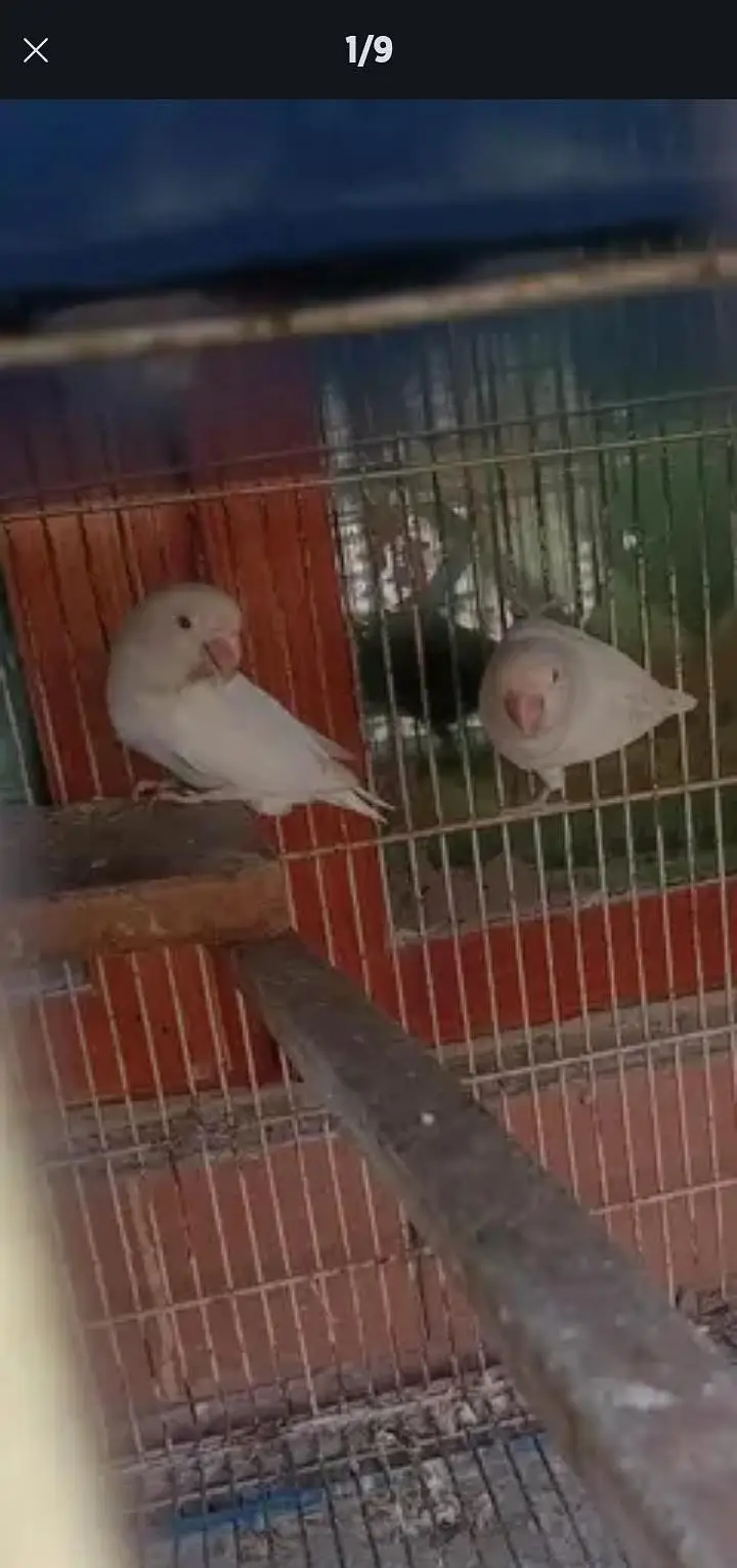love birds five pair with cage — photo 6