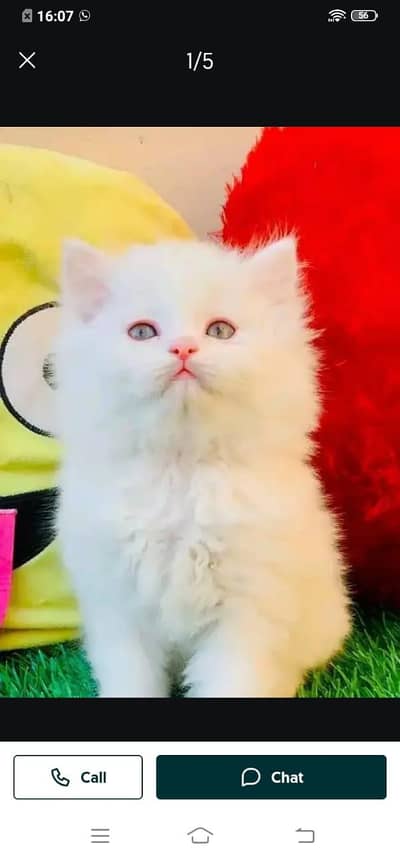 Persian cat for sale male or female my WhatsApp 3026941=814