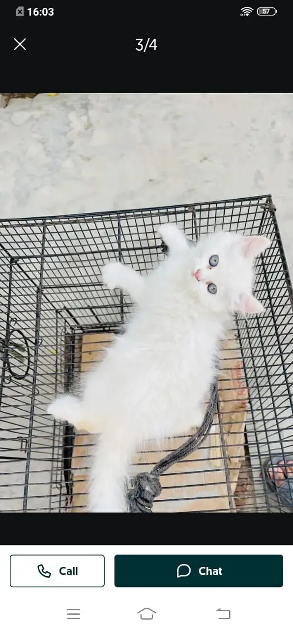 Persian cat for sale male or female my WhatsApp 3026941=814 — photo 2