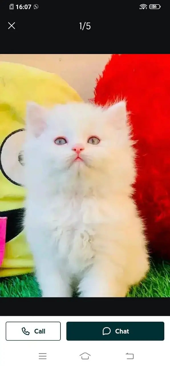 Persian cat for sale male or female my WhatsApp 3026941=814 — photo 3