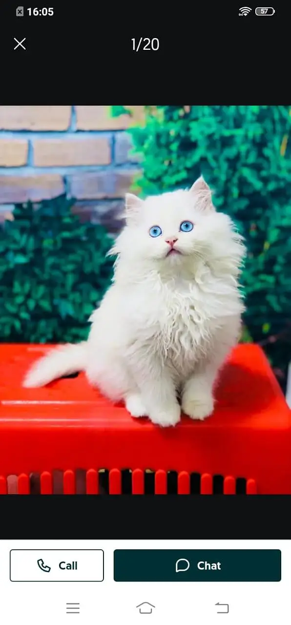 Persian cat for sale male or female my WhatsApp 3026941=814 — photo 4