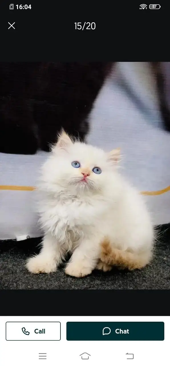 Persian cat for sale male or female my WhatsApp 3026941=814 — photo 5