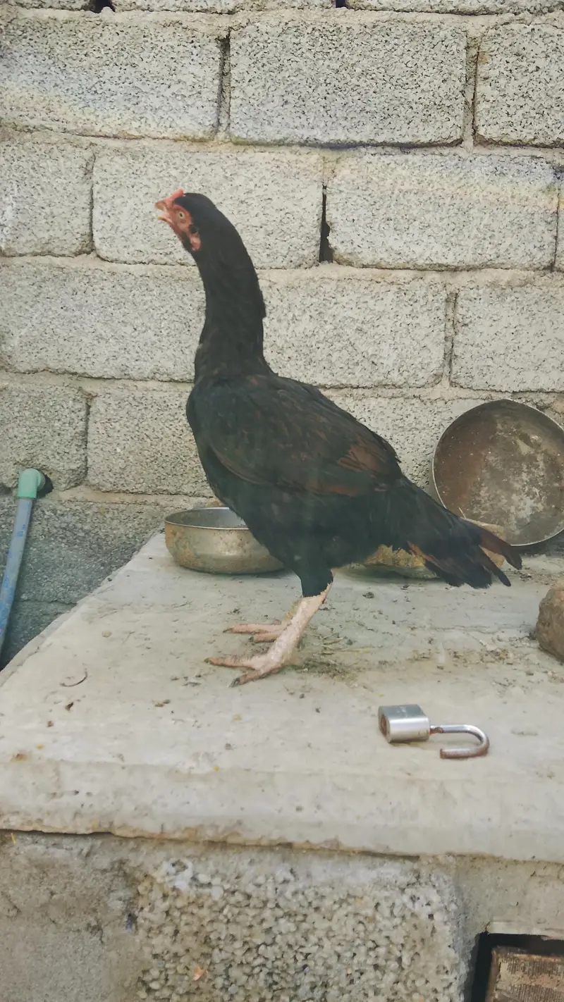 Aseel Sindhi madi — photo 2