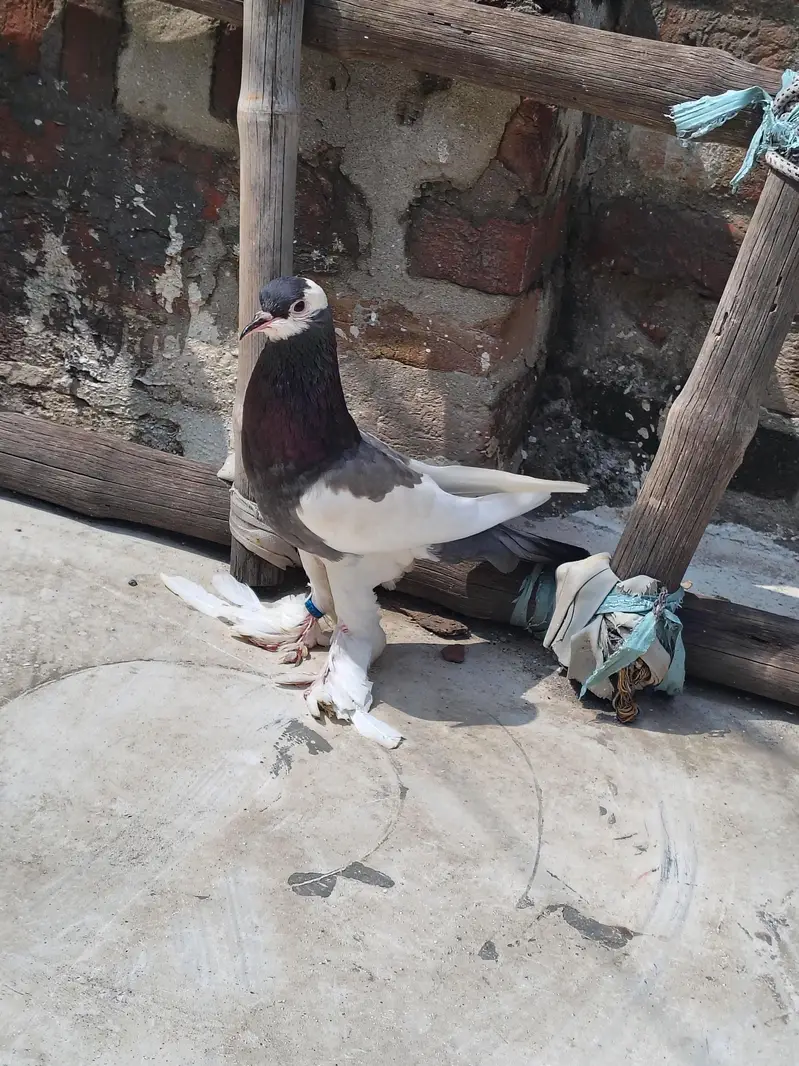 Ghubara breeder Female
