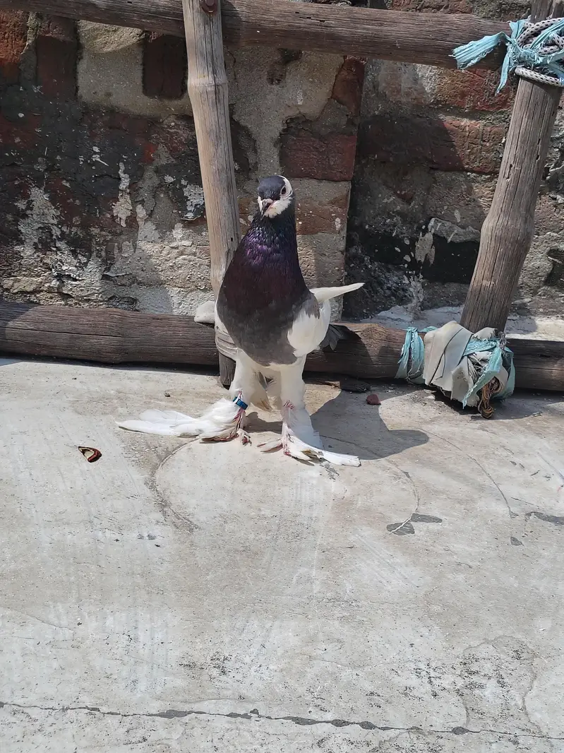 Ghubara breeder Female — photo 2