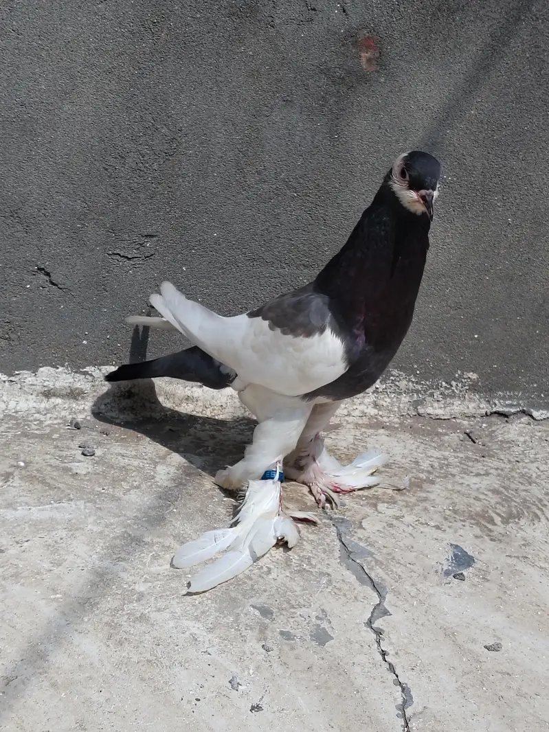 Ghubara breeder Female — photo 3