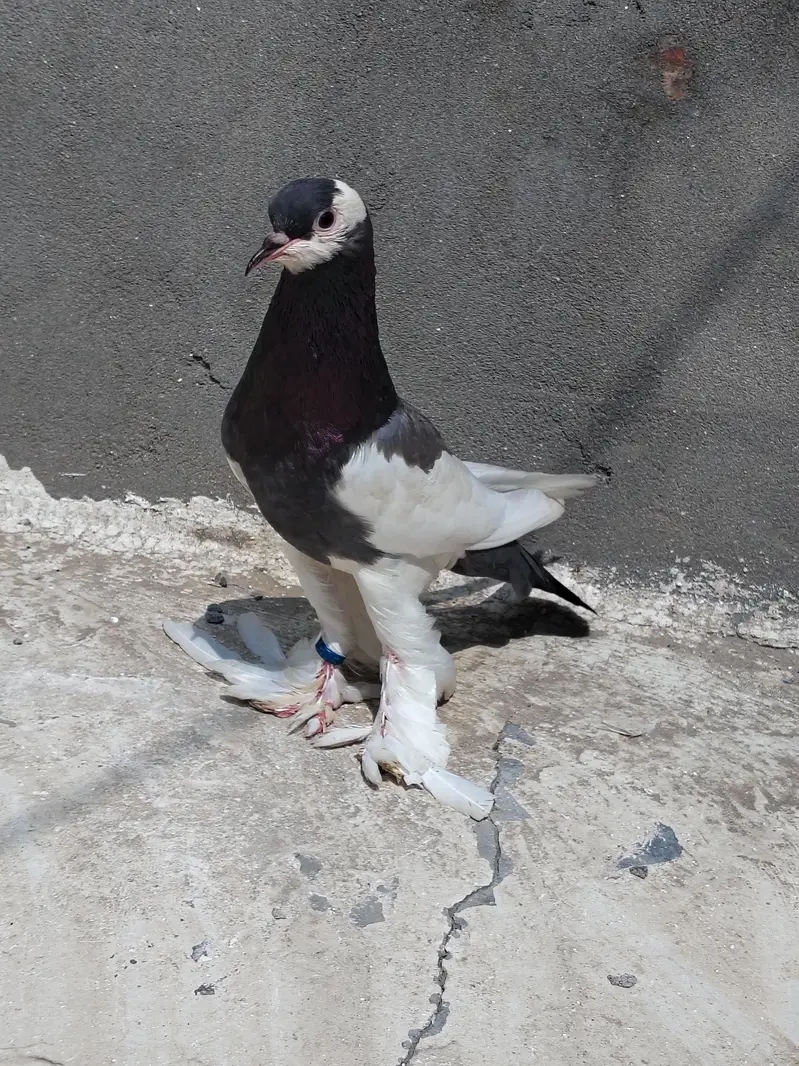 Ghubara breeder Female — photo 4