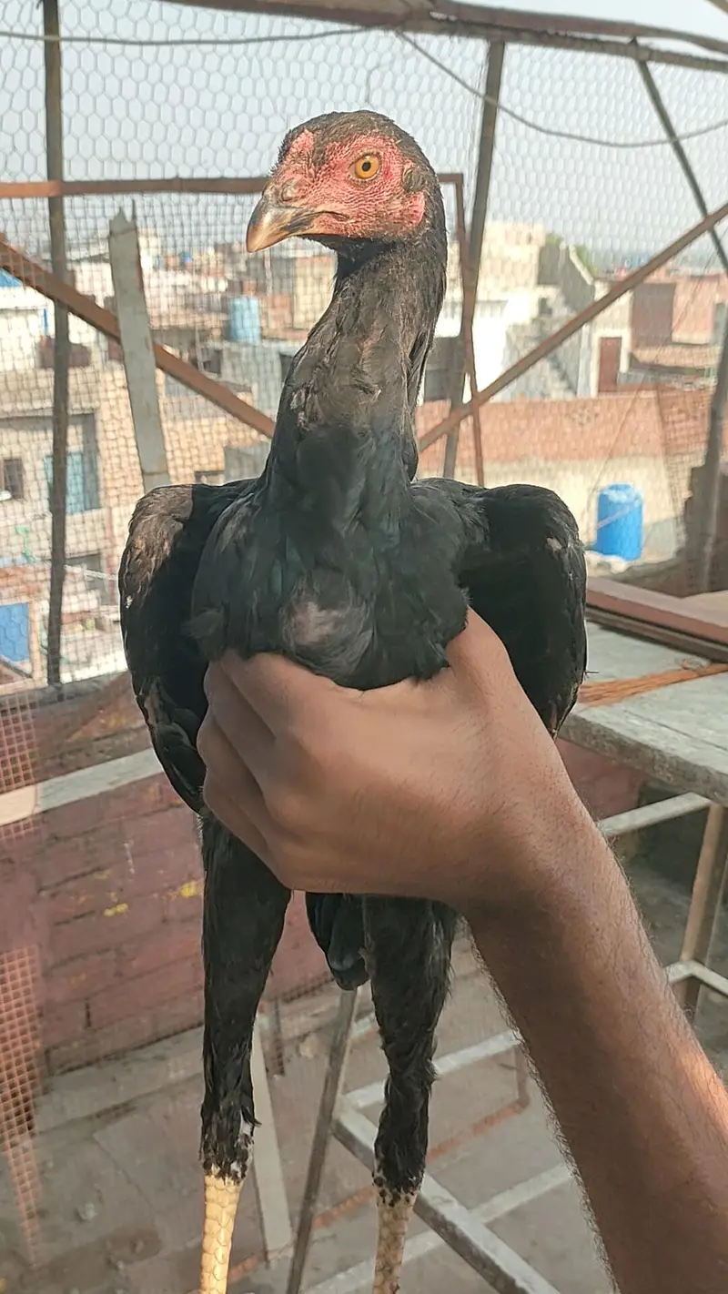 Aseel mushkay lakhy pathy — photo 9