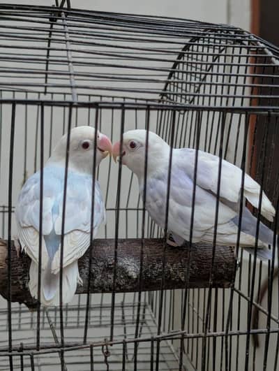 love birda for sale