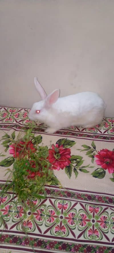 3 beautiful breeder male and two beautiful rabbit babies for sale
