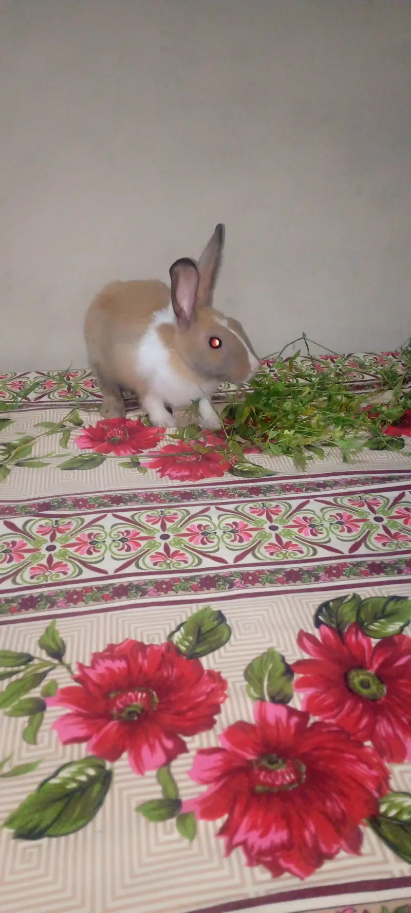 3 beautiful breeder male and two beautiful rabbit babies for sale — photo 2
