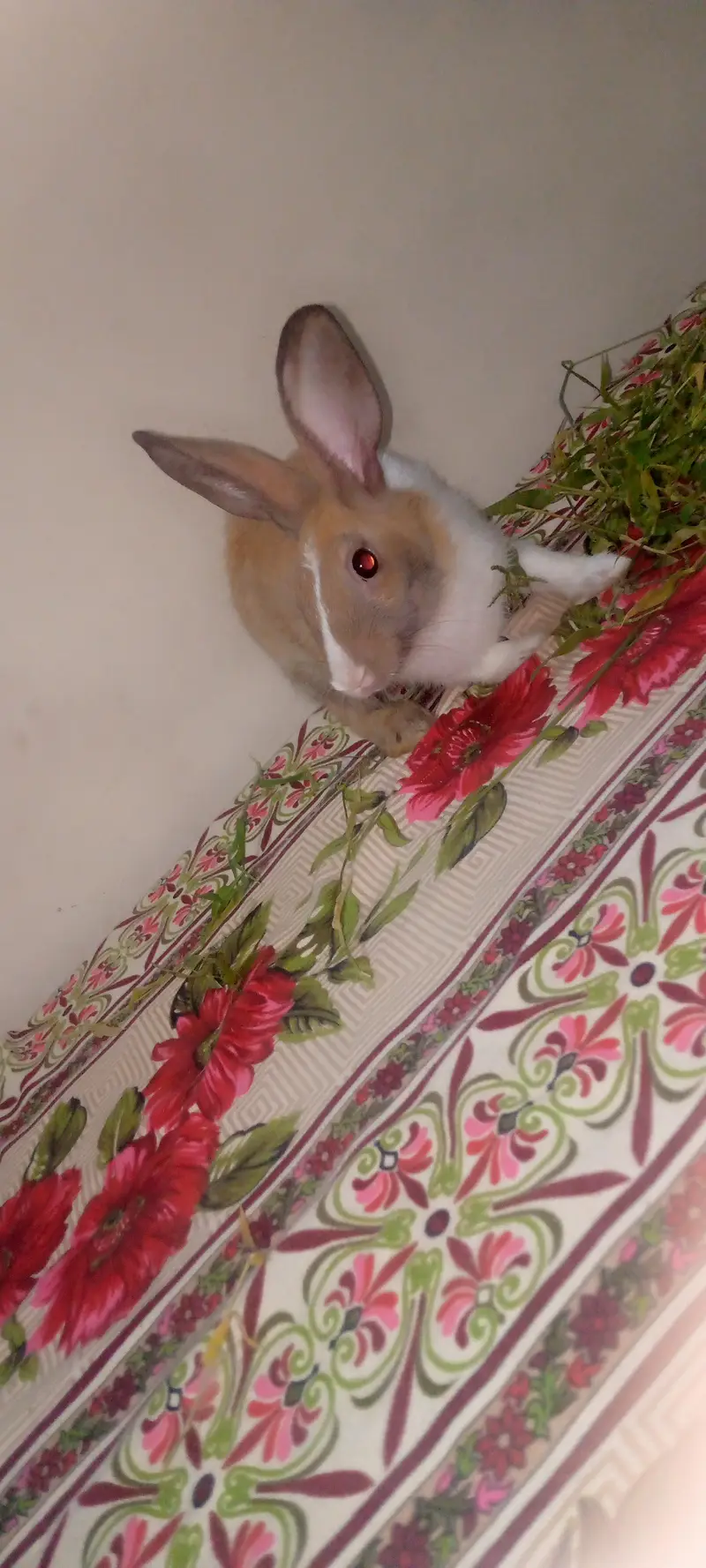 3 beautiful breeder male and two beautiful rabbit babies for sale — photo 3
