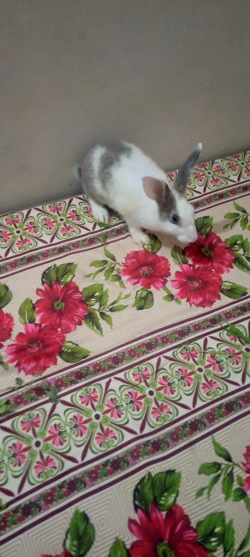3 beautiful breeder male and two beautiful rabbit babies for sale — photo 4