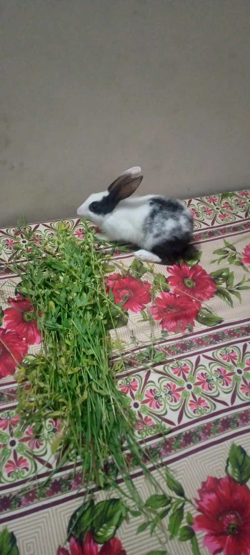3 beautiful breeder male and two beautiful rabbit babies for sale — photo 5