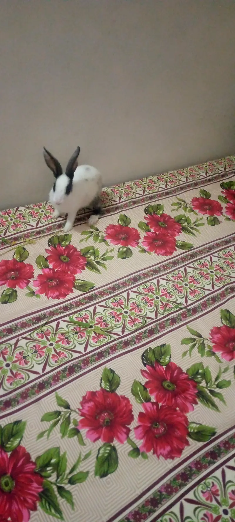 3 beautiful breeder male and two beautiful rabbit babies for sale — photo 6