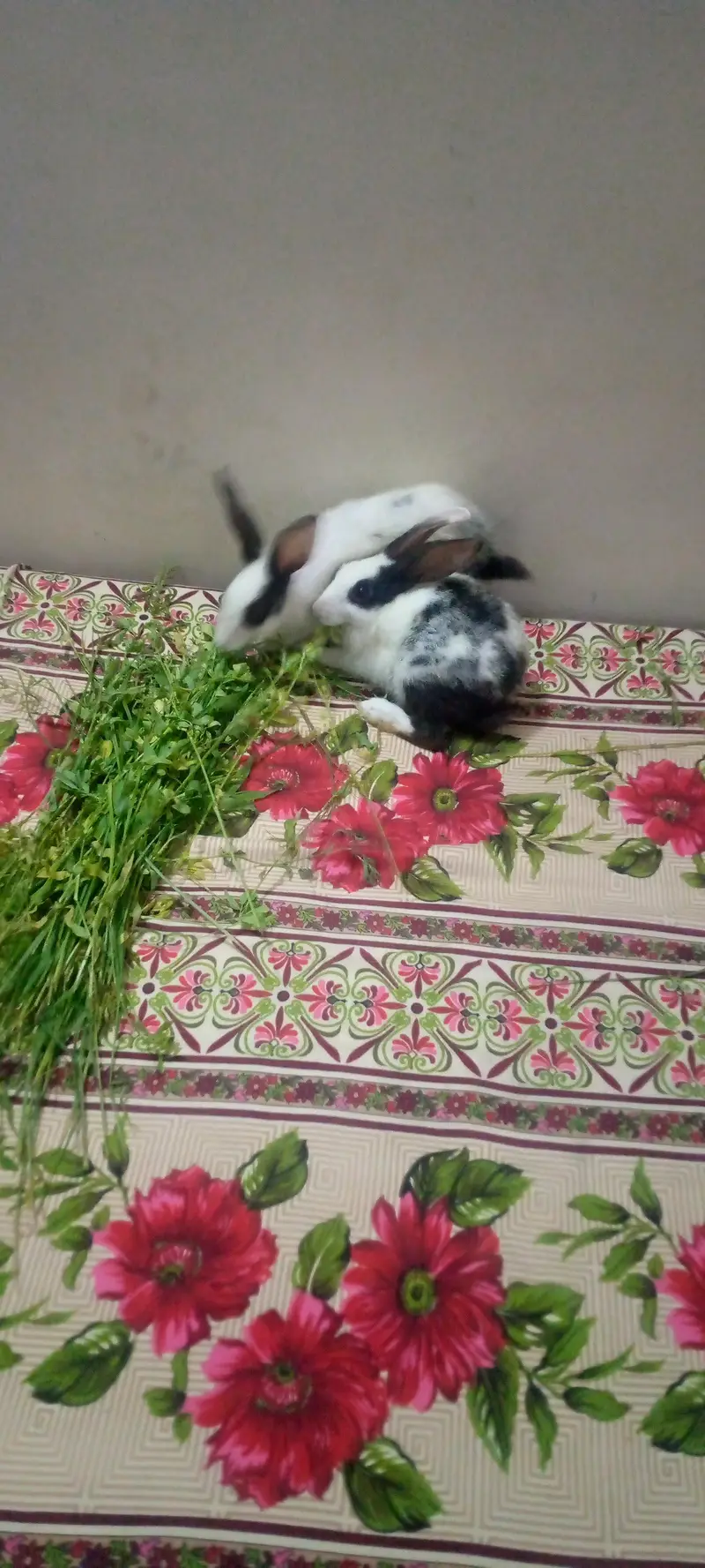 3 beautiful breeder male and two beautiful rabbit babies for sale — photo 7