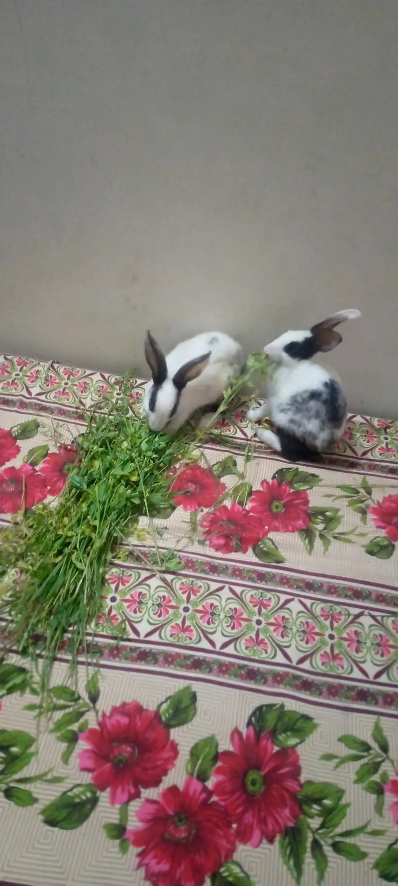 3 beautiful breeder male and two beautiful rabbit babies for sale — photo 8