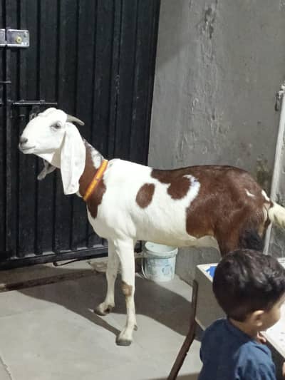 Goat for Sale (Empty hai abi) 03224912929