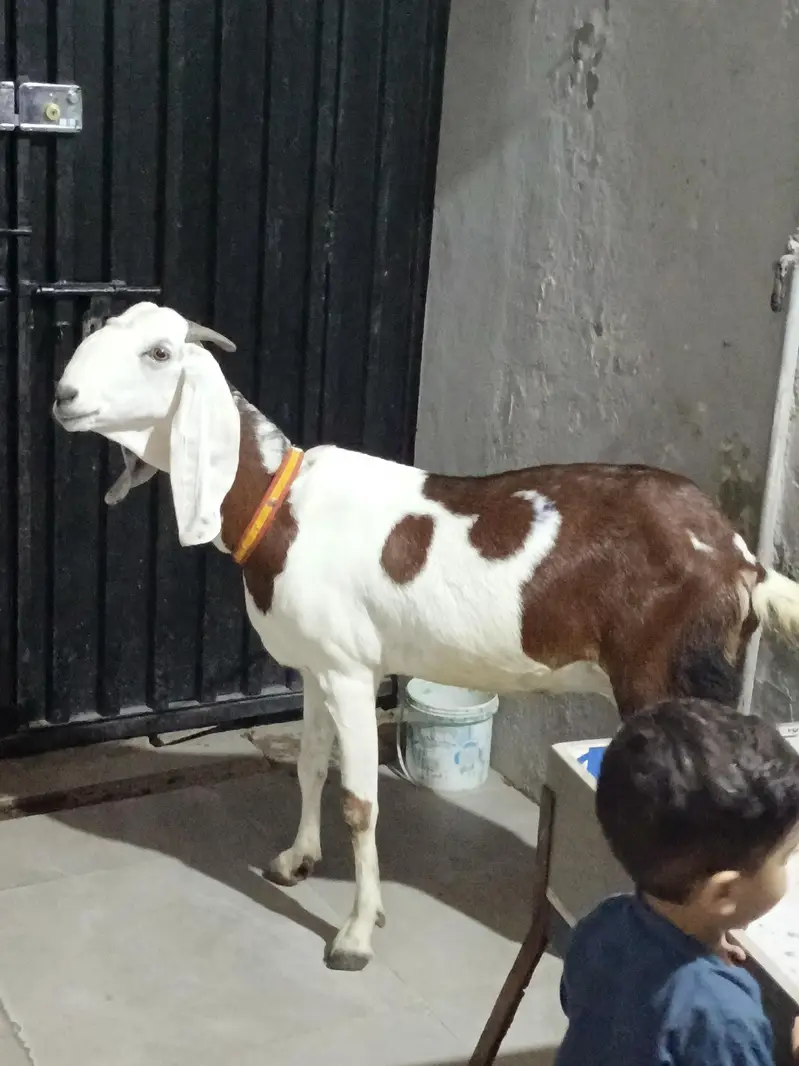 Goat for Sale (Empty hai abi) 03224912929
