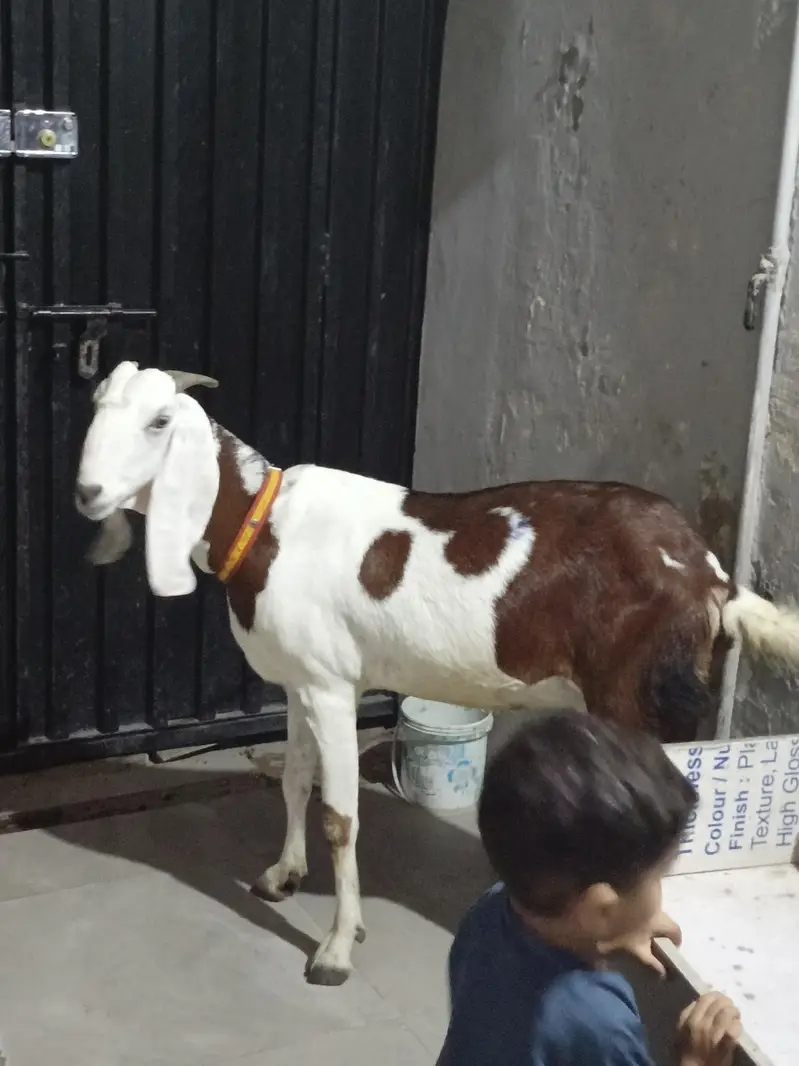 Goat for Sale (Empty hai abi) 03224912929 — photo 2