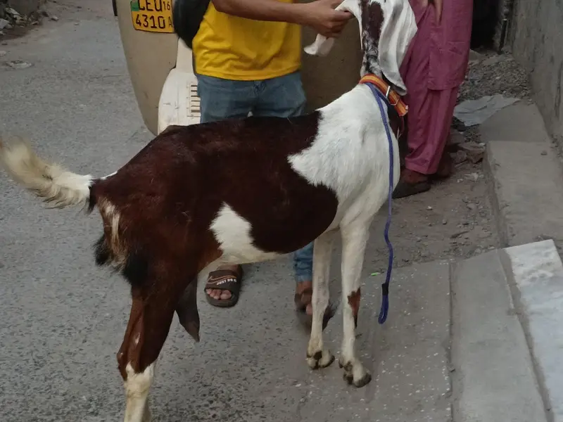 Goat for Sale (Empty hai abi) 03224912929 — photo 3