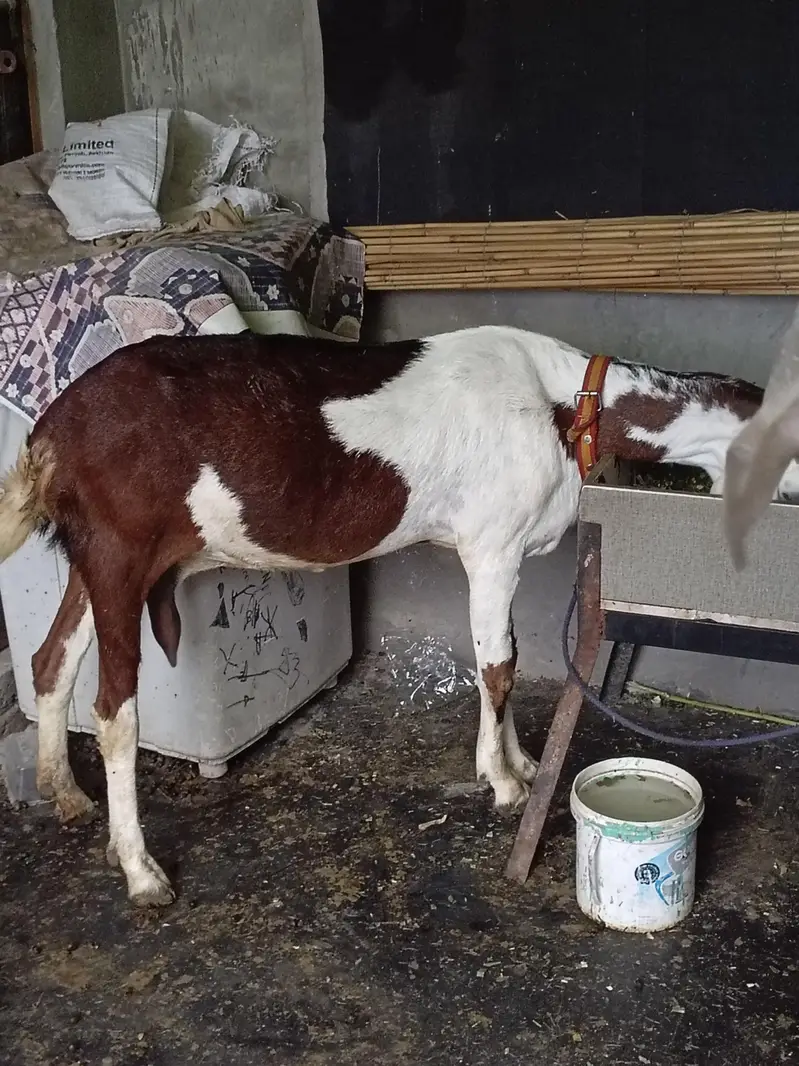 Goat for Sale (Empty hai abi) 03224912929 — photo 4