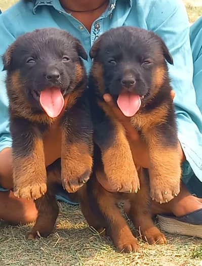 German long coat male female for sale available