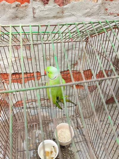 active perrot visal talking boht shor machata hai
