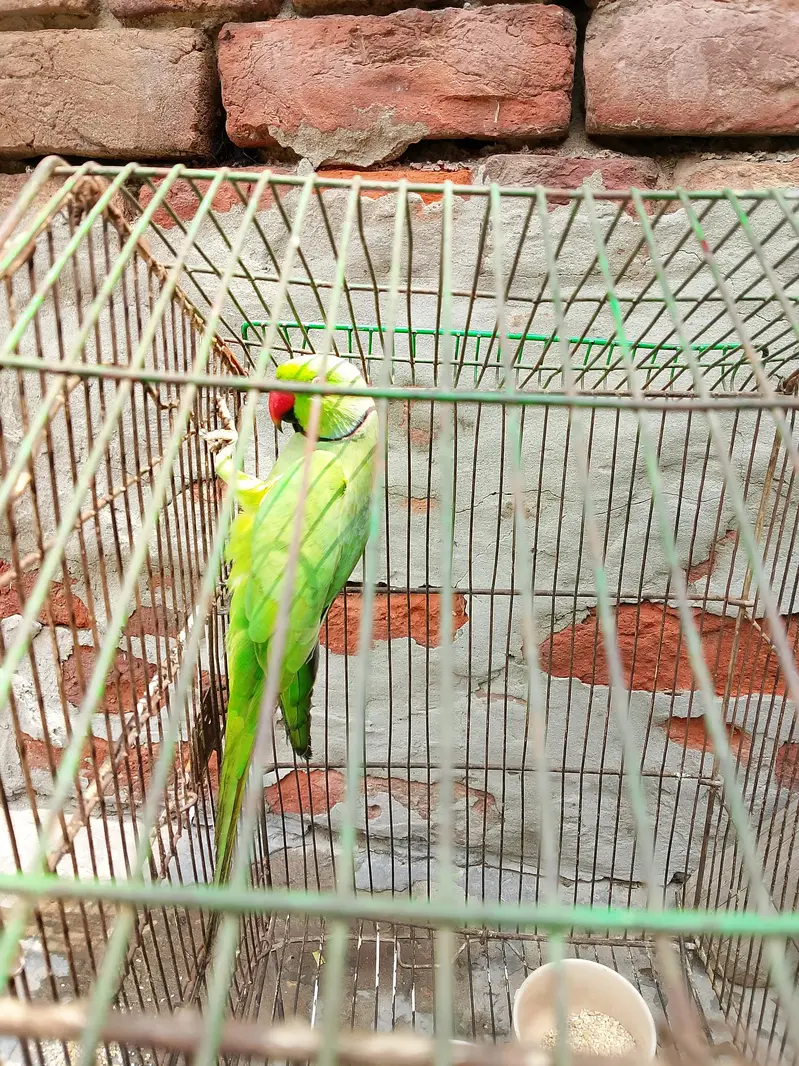 active perrot visal talking boht shor machata hai — photo 2