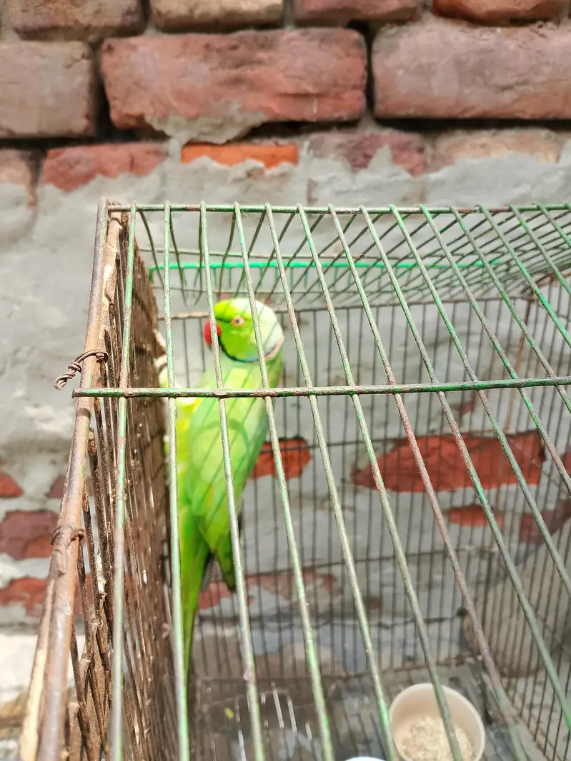 active perrot visal talking boht shor machata hai — photo 5