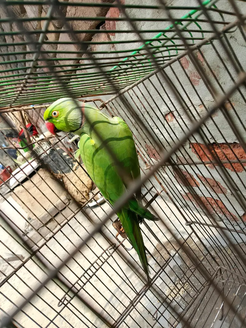 active perrot visal talking boht shor machata hai — photo 6