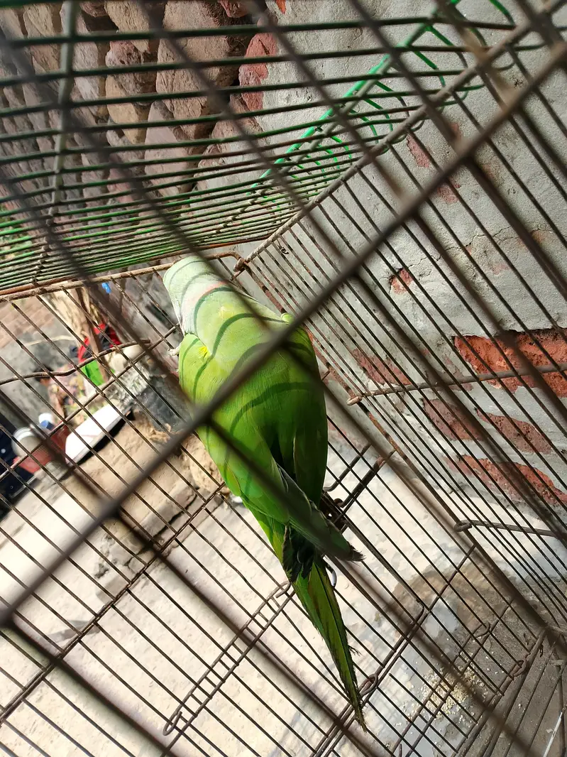active perrot visal talking boht shor machata hai — photo 7