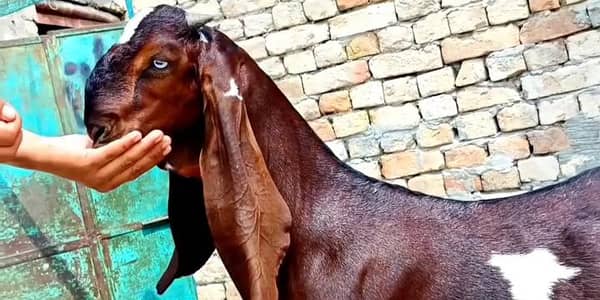 Desi Bakra For Sale Urgent/ 03170252632