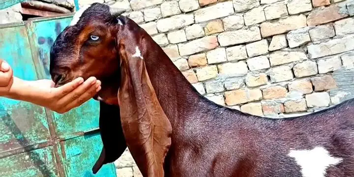 Desi Bakra For Sale Urgent/ 03170252632